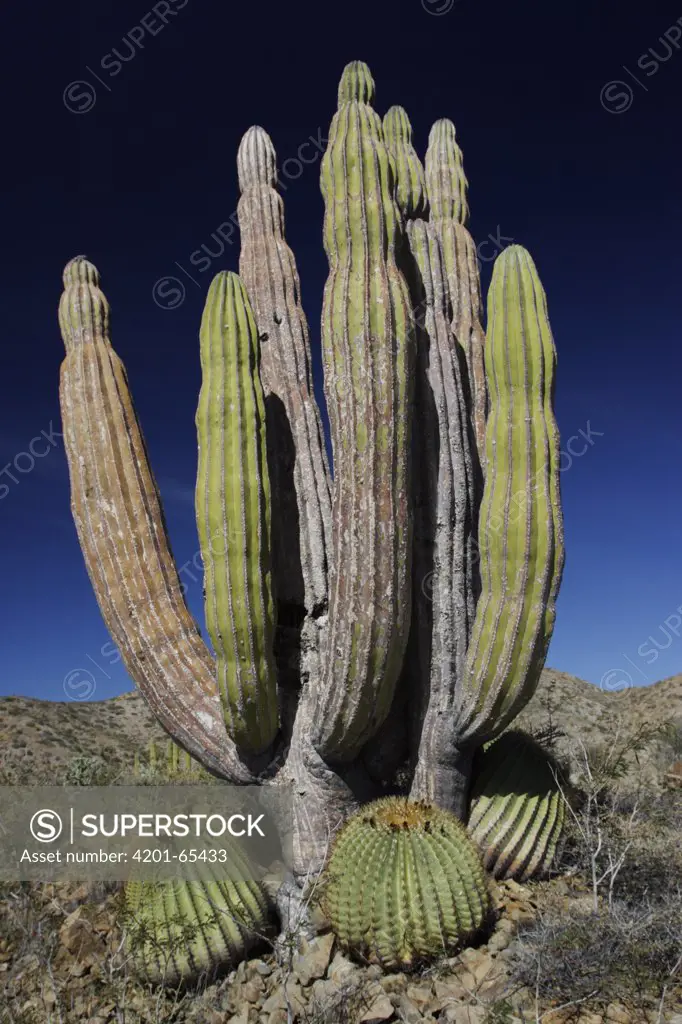 Cardon (Pachycereus pringlei) cactus with other cacti at base, Santa Catalina Island, Sea of Cortez, Mexico