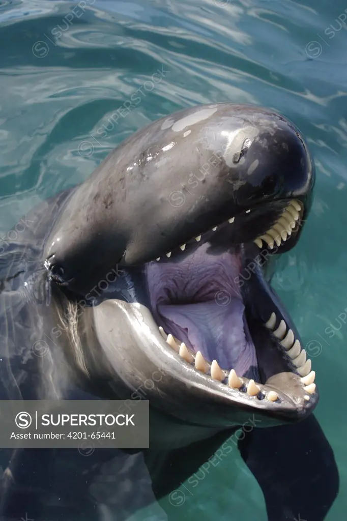 False Killer Whale (Pseudorca crassidens) with open mouth showing teeth, Japan