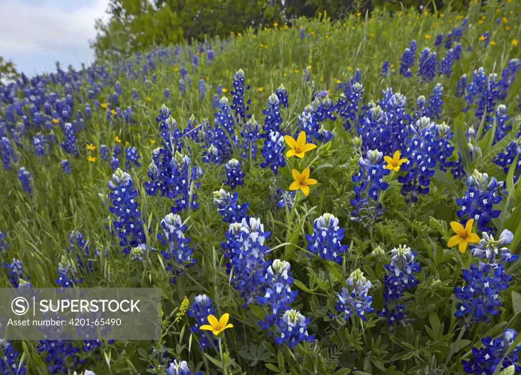 Bluebonnet (Lupinus subcarnosus) and Texas Yellowstar (Lindheimera texana) meadow, Cedar Hill State Park, Texas