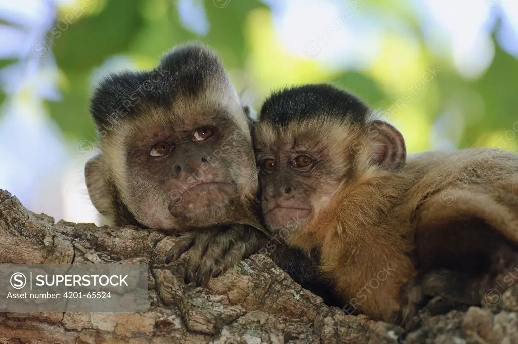 Brown Capuchin (Cebus apella) pair, Piaui State, Brazil