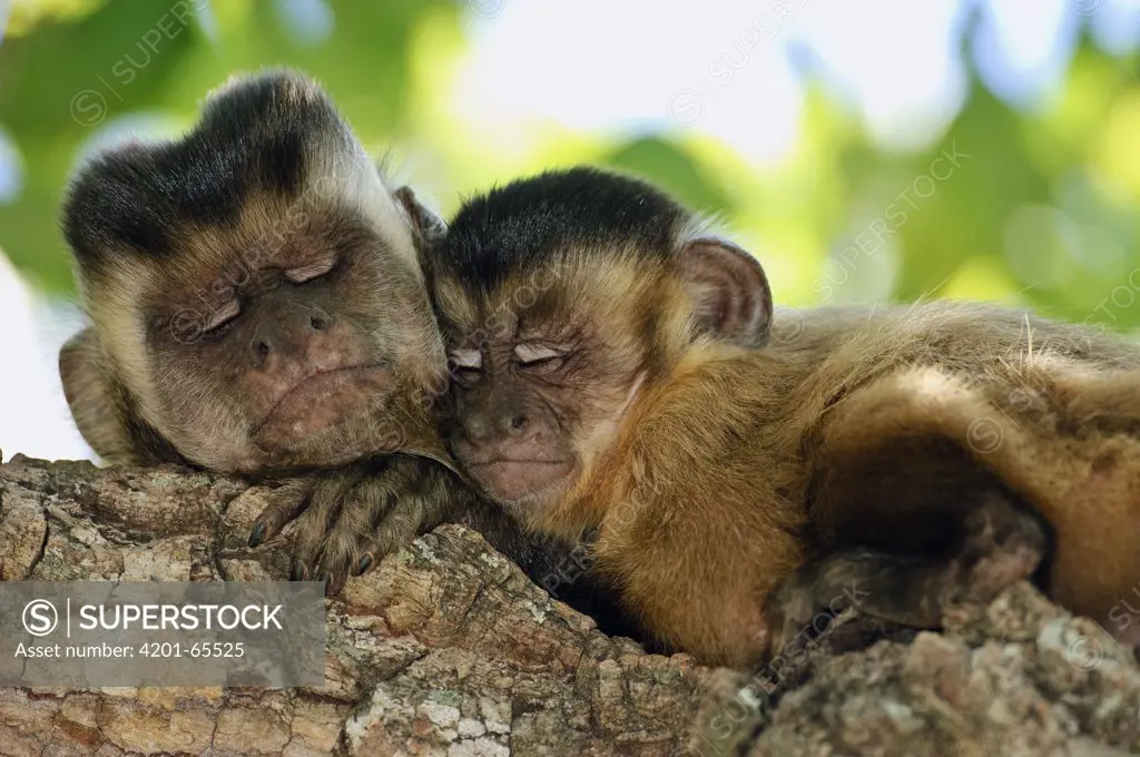 Brown Capuchin (Cebus apella) pair sleeping, Piaui State, Brazil