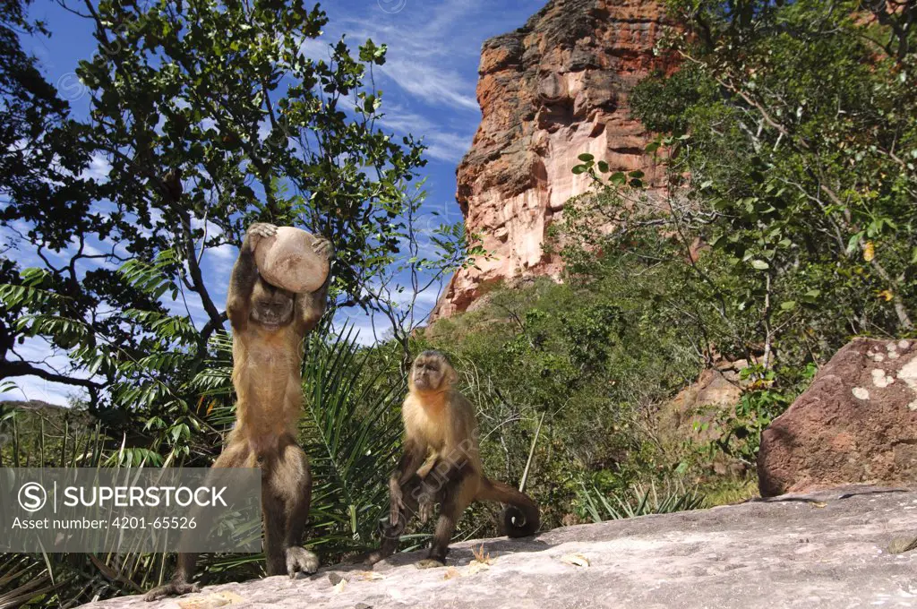 Brown Capuchin (Cebus apella) using rock to crack open nuts while juvenile watches, Piaui State, Brazil