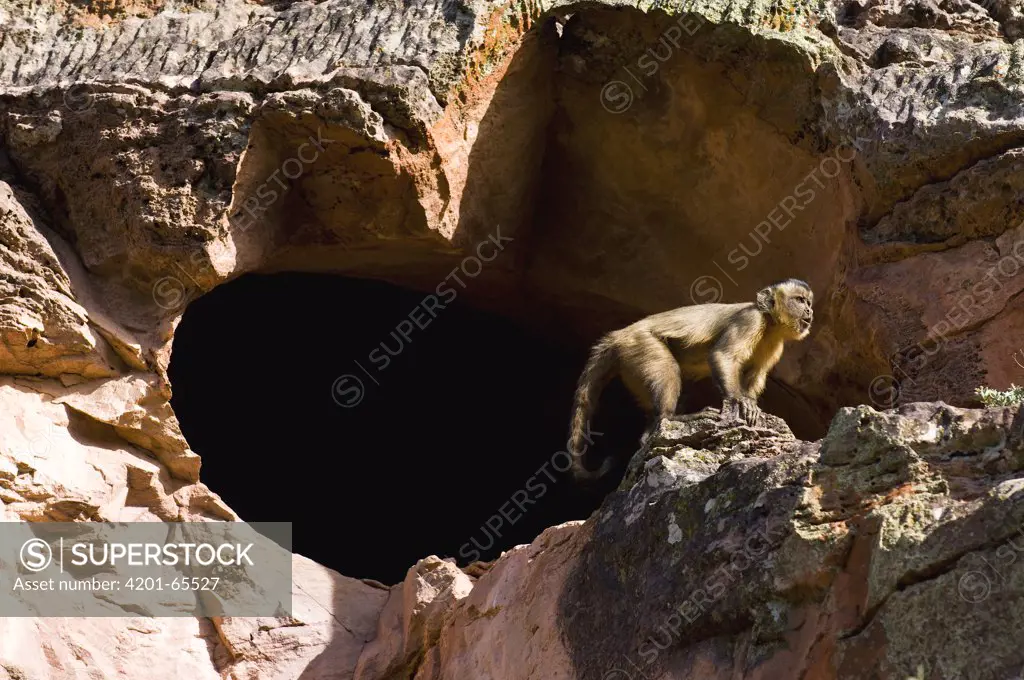 Brown Capuchin (Cebus apella) at cave entrance, Piaui State, Brazil