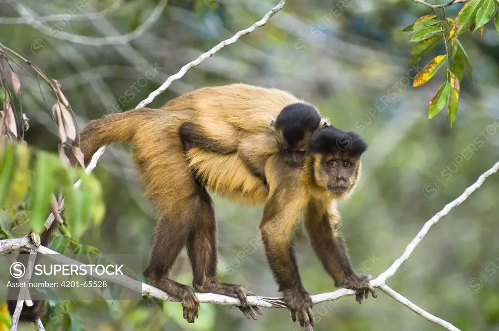 Brown Capuchin (Cebus apella) mother with baby riding on back, Piaui State, Brazil