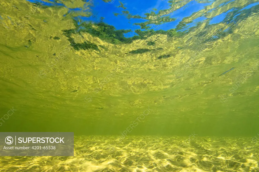Underwater view of the Novo River, Jalapao State Park, Brazil