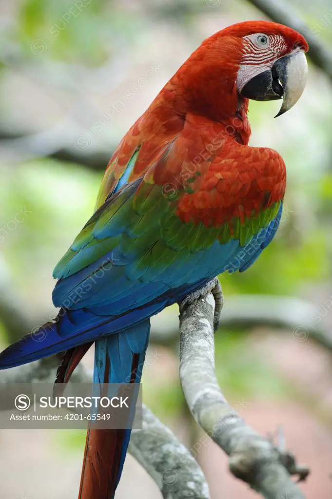 Red and Green Macaw (Ara chloroptera), Bodoquena Plateau, Brazil
