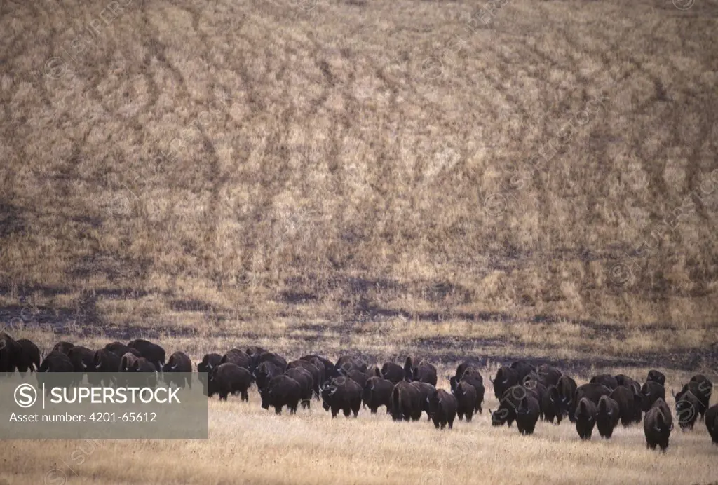 American Bison (Bison bison) herd moving across prairie, Wind Cave National Park, South Dakota