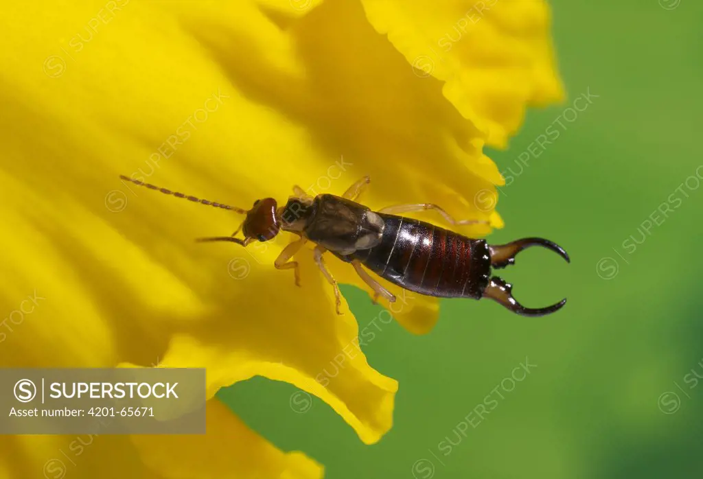 Common Earwig (Forficula auricularia) on Daffodil (Narcissus sp)