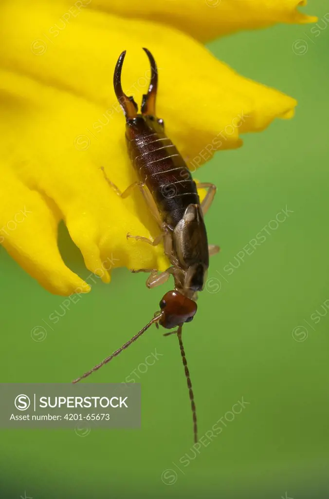 Common Earwig (Forficula auricularia) on Daffodil (Narcissus sp)