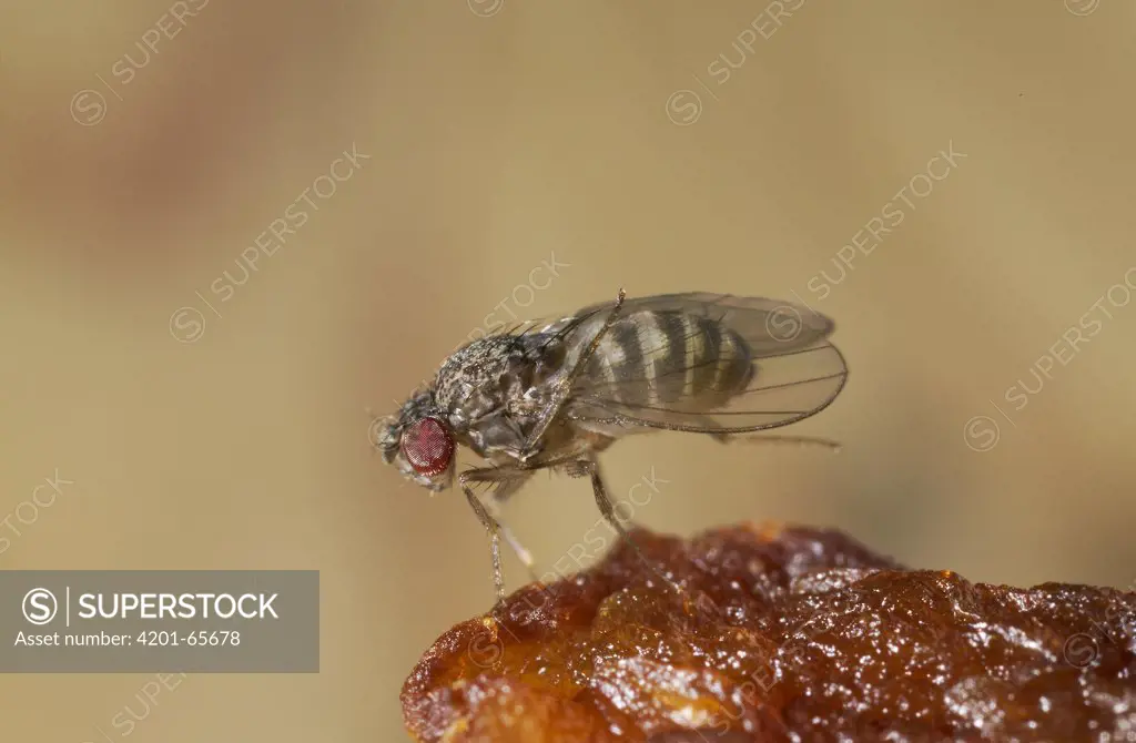 Fruit Fly (Drosophila sp) on fruit