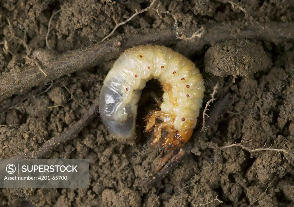 Common Cockchafer (Melolontha melolontha) larva