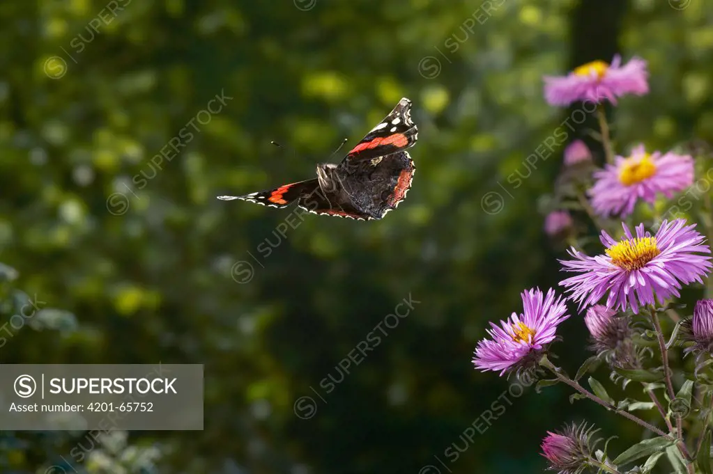 Red Admiral (Vanessa atalanta) butterfly flying shortly after taking off from Aster, Sussex, England