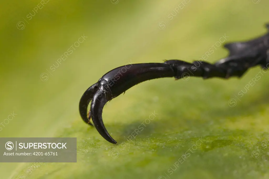 Rhinoceros Beetle (Dynastinae) claw and tarsus
