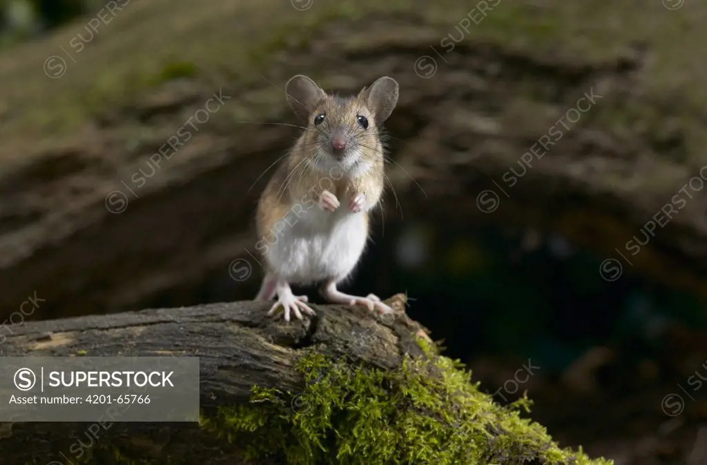 Yellow-necked Field Mouse (Apodemus flavicollis) portrait, Europe