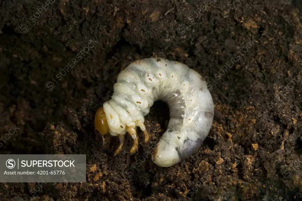 Stag Beetle (Lucanus cervus) larva, Europe