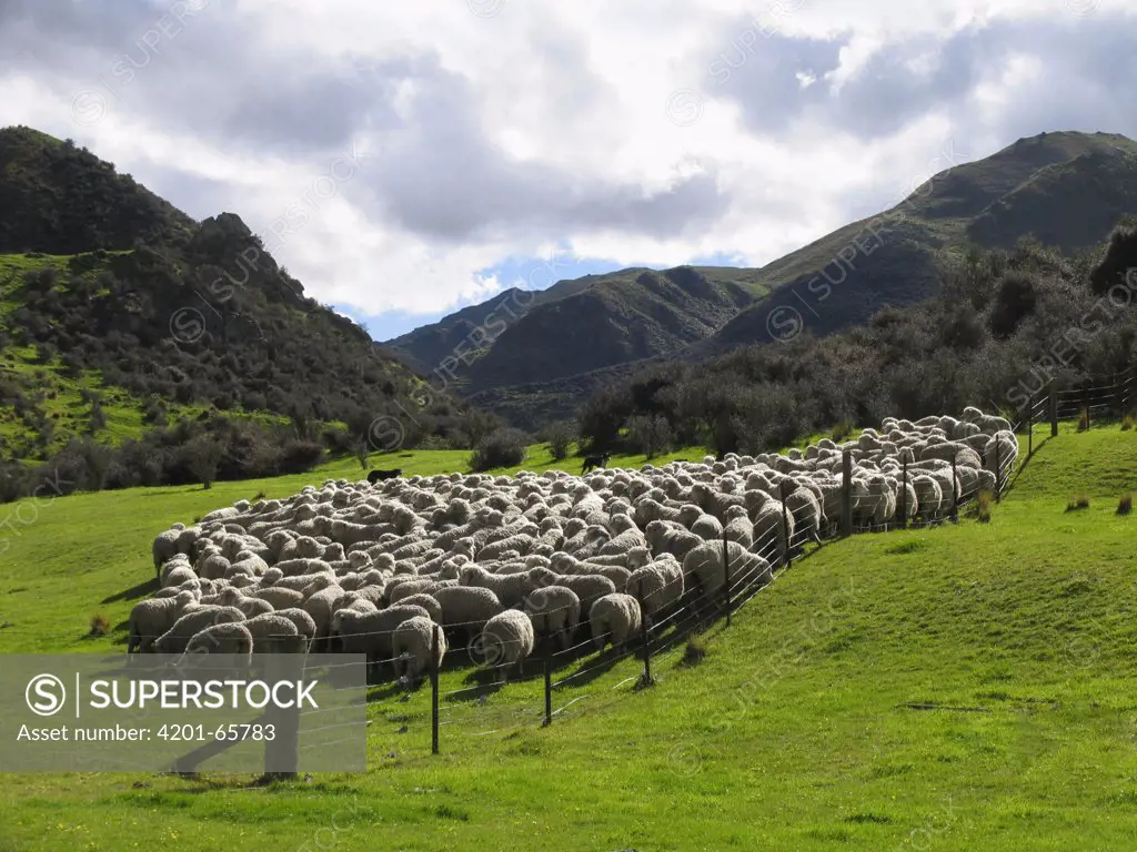 Domestic Sheep (Ovis aries), merino sheep herd, Otago, South Island, New Zealand