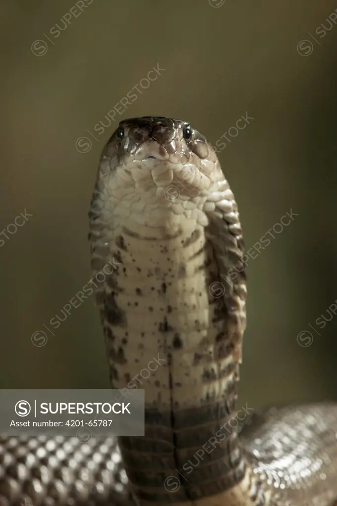Monocled Cobra (Naja naja kaouthia) portrait, venomous snake native to Asia