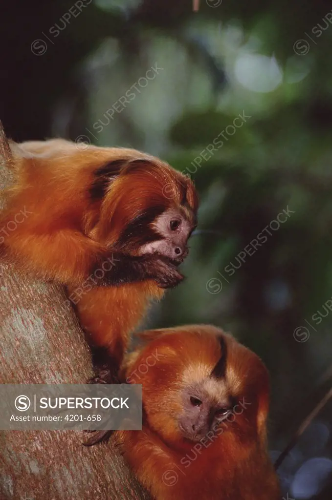 Golden Lion Tamarin (Leontopithecus rosalia) family group socializing, Poco Das Antas Reserve, Atlantic Forest, Brazil