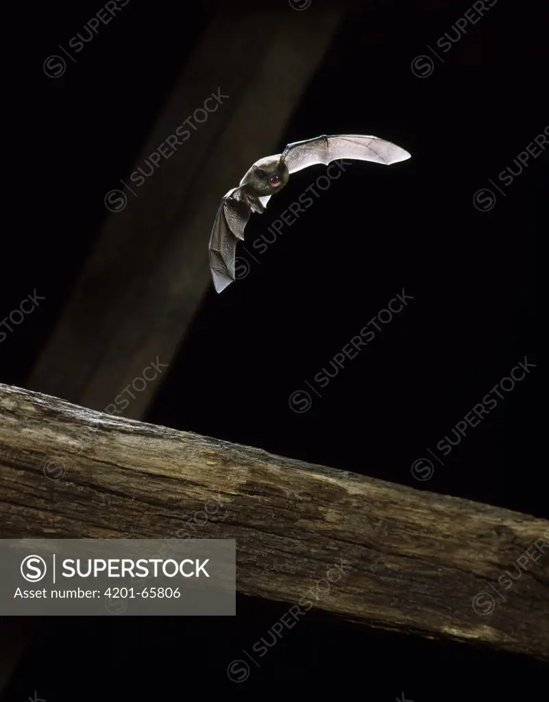 Common Pipistrelle (Pipistrellus pipistrellus) flying in barn, Europe