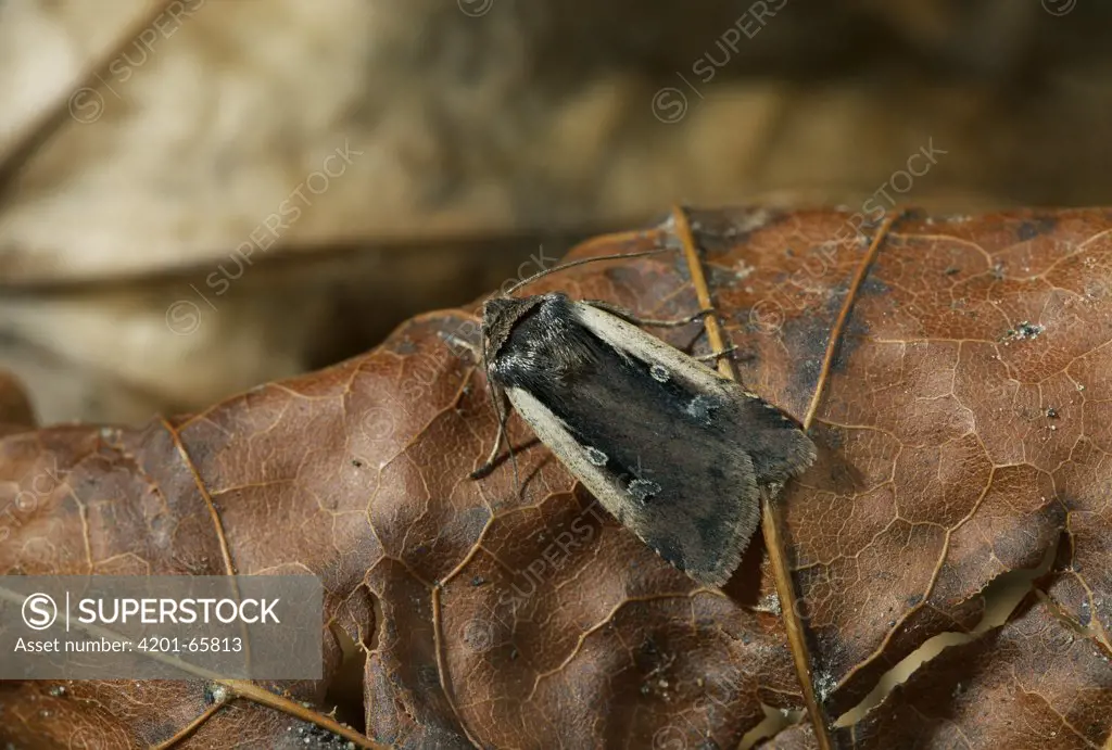 Flame Shoulder Moth (Ochropleura plecta) on dead leaf, Europe