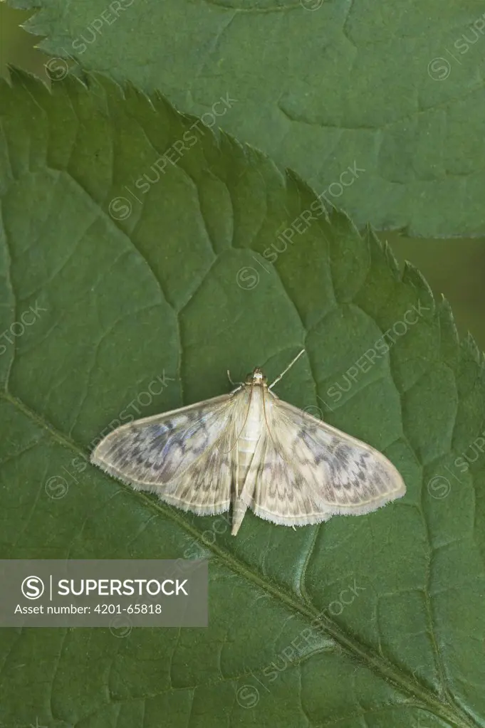 Mother of Pearl Moth (Pleuroptya ruralis) on leaf, Europe