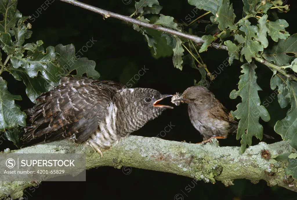 Common Cuckoo (Cuculus canorus) young being fed by foster parent Dunnock (Prunella modularis), Europe