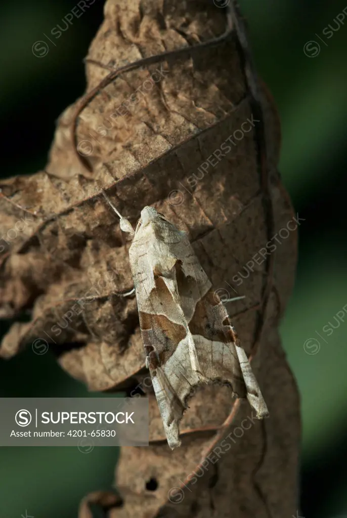 Angle Shades (Phlogophora meticulosa) moth on dead leaf, Europe