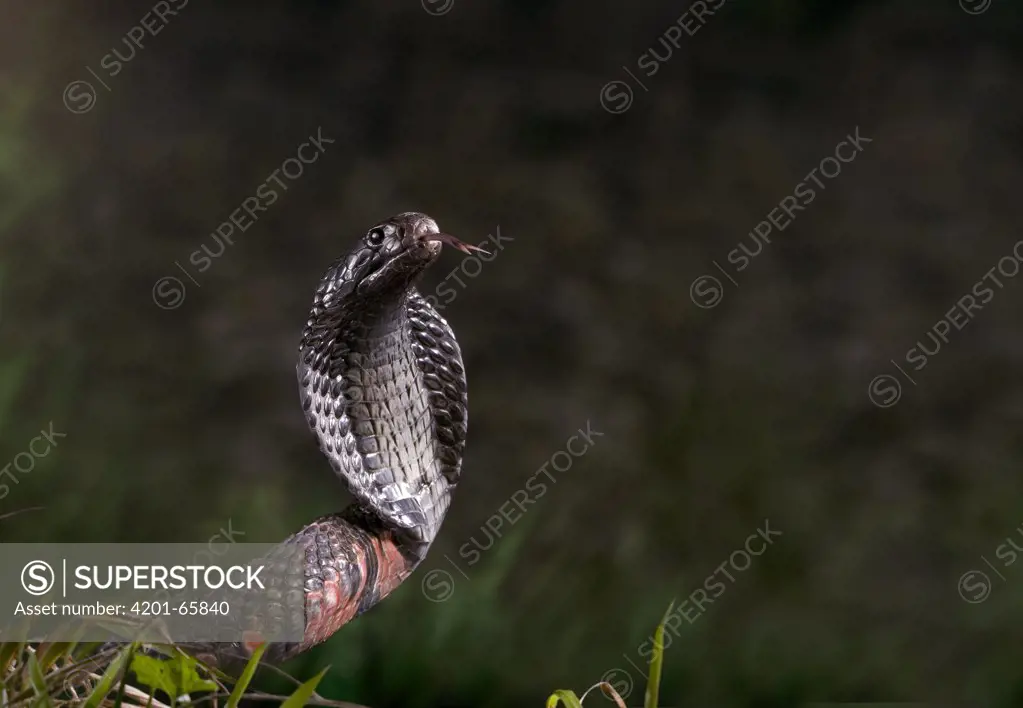 Black Desert Cobra (Walterinnesia aegyptia) about to strike, native to north Africa and the Middle East