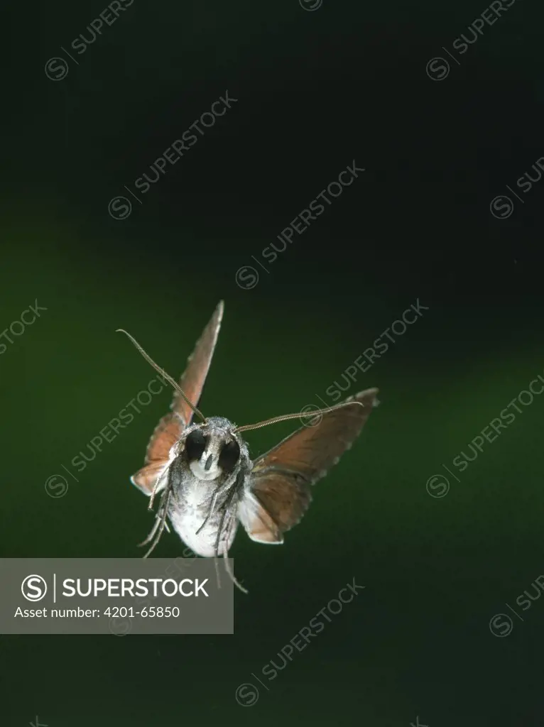 Hawk Moth (Erinnyis sp) flying, Venezuela