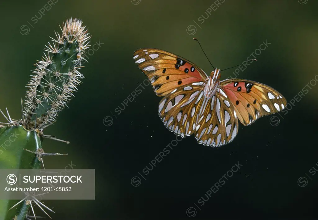 Gulf Fritillary (Agraulis vanillae) butterfly flying, Everglades National Park, Florida