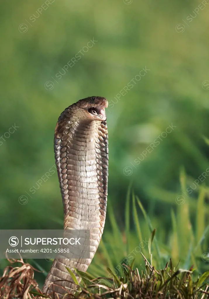 Black Desert Cobra (Walterinnesia aegyptia) about to strike, native to north Africa and the Middle East