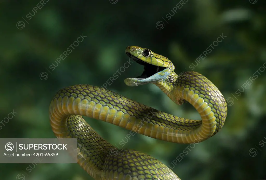 Green Cat Snake (Boiga cyanea) in threat display, native to Thailand, India and peninsular Malaysia