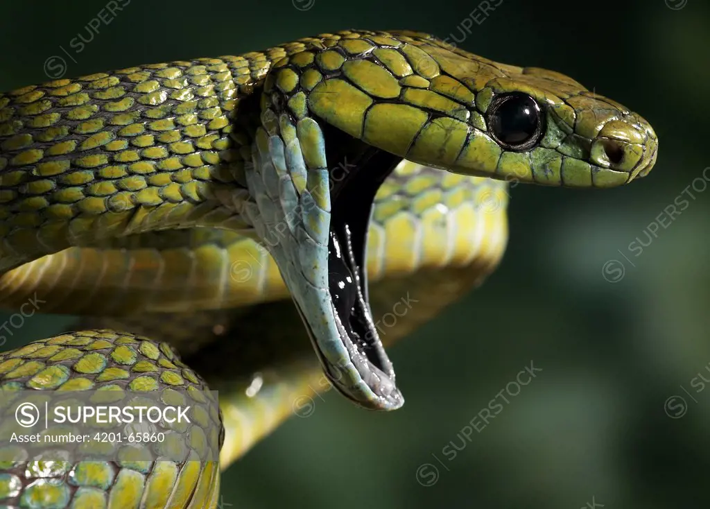 Green Cat Snake (Boiga cyanea) in threat display, native to Thailand, India and peninsular Malaysia