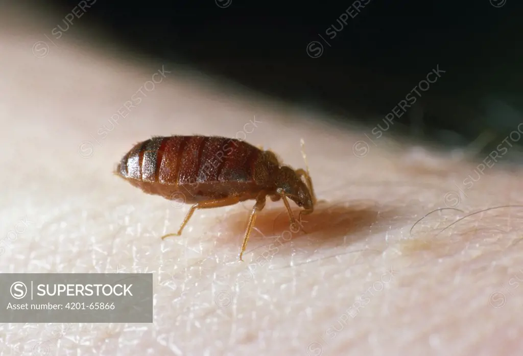 Bed Bug (Cimex lectularius) on human skin, bloodsucking nocturnal parasite, worldwide distribution