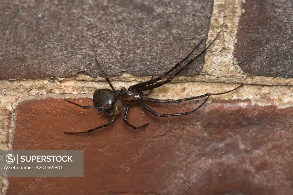 Cave Spider (Meta menardi) dwells in caves, sewers and dark tunnels, Europe and North America