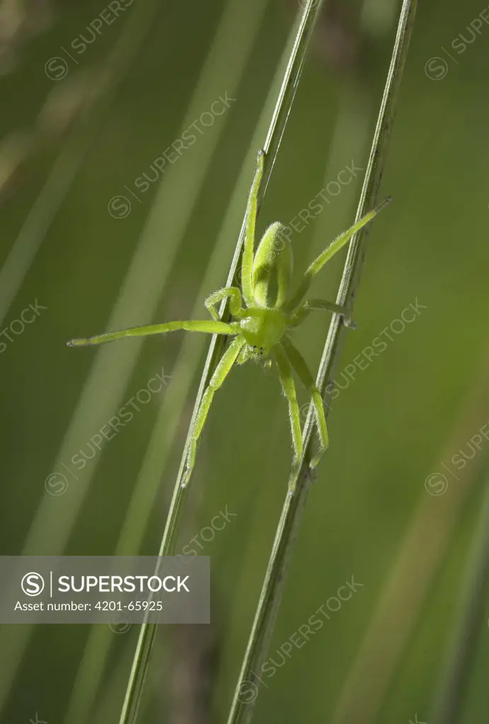 Green Spider (Micrommata virescens) sub-adult female of very fast moving spider that hunts by pursuit, Sussex, England