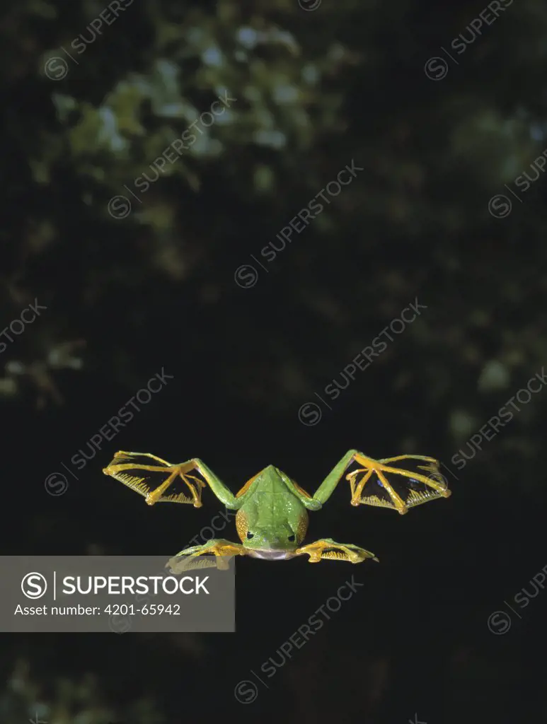 Wallace's Flying Frog (Rhacophorus nigropalmatus) glides to the forest floor by extending webbed feet, native to Malaysia and Borneo