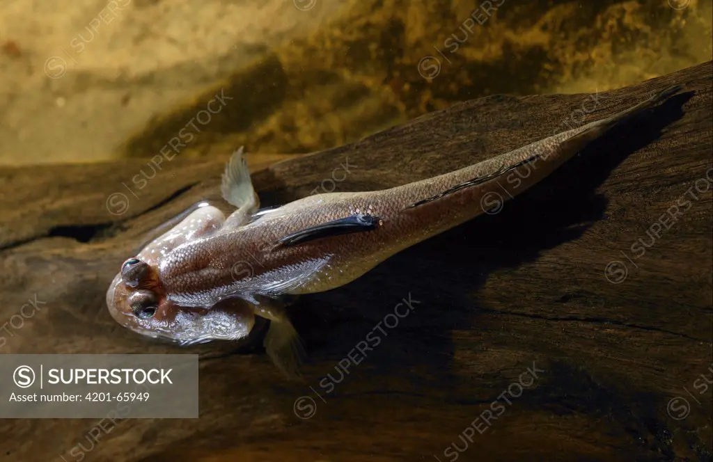 Mudskipper (Periophthalmus barbarus) full body showing usual eyes and modified pectoral fins, native to West Africa