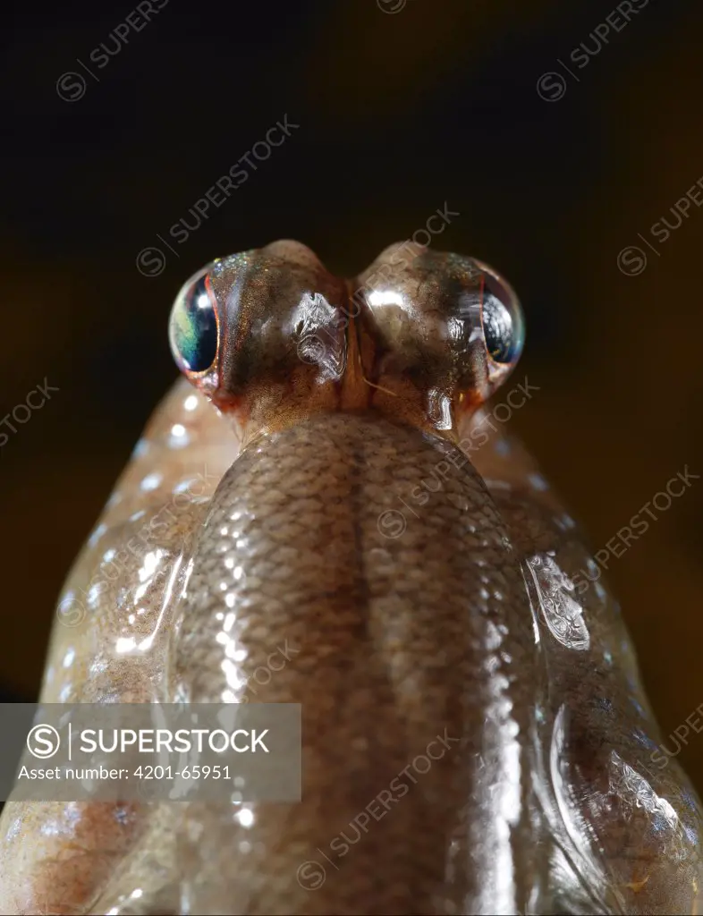 Mudskipper (Periophthalmus barbarus) portrait showing usual eyes, native to West Africa