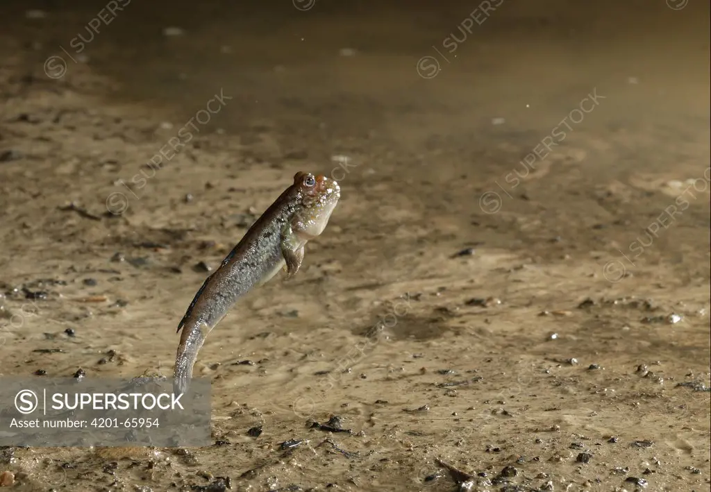 Mudskipper (Periophthalmus barbarus) jumps by pushing off of modified pectoral fins, native to West Africa