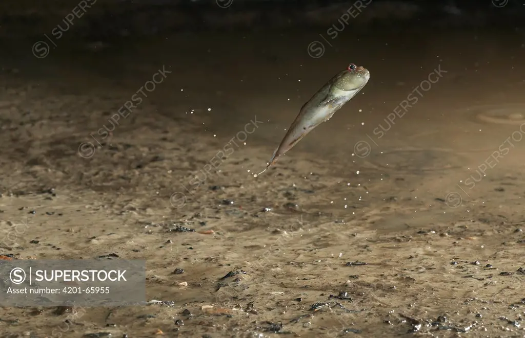 Mudskipper (Periophthalmus barbarus) jumps by pushing off of modified pectoral fins, native to West Africa