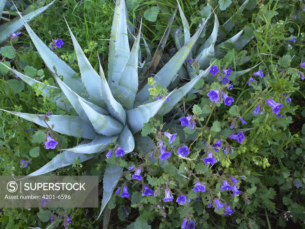 Desert Bluebell (Campanula rotundifolia) and Agave (Agave sp), North America