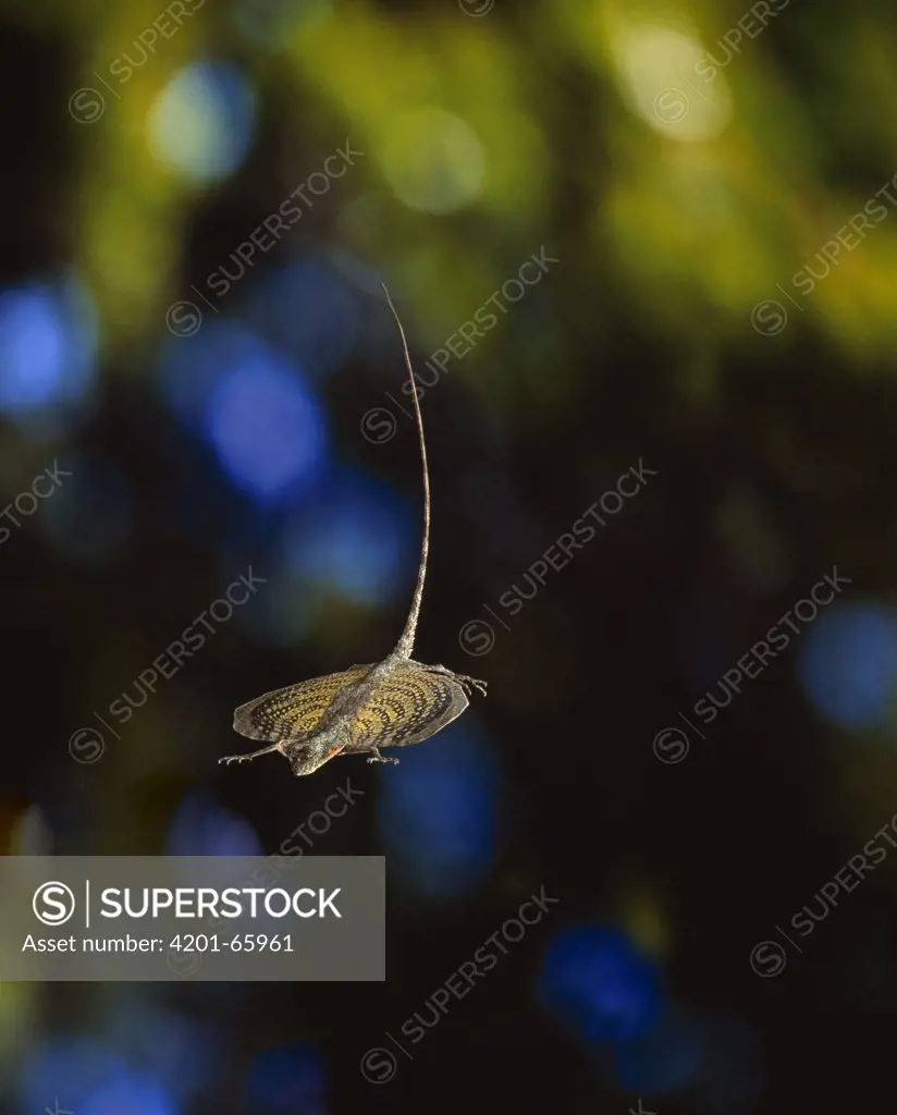 Common Flying Dragon (Draco volans) gliding by extending ribbed 'wings', native to Indonesia, India and Philippine Islands