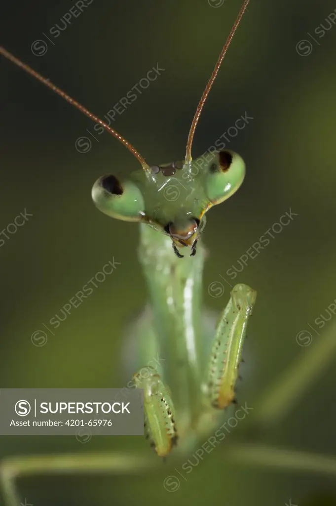 Praying Mantis (Mantis sp) portrait, Europe
