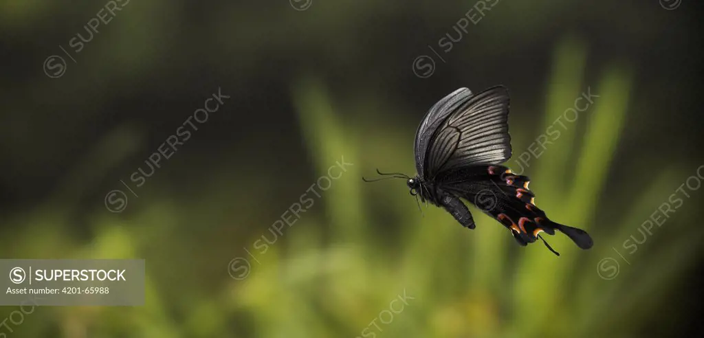 Chines Peacock (Papilio bianor) flying, Asia