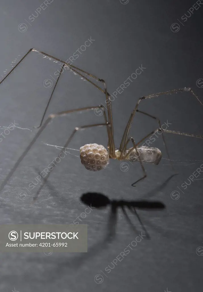 Daddy-Long-Legs Spider (Pholcus phalangioides) female carrying egg sac, worldwide distribution