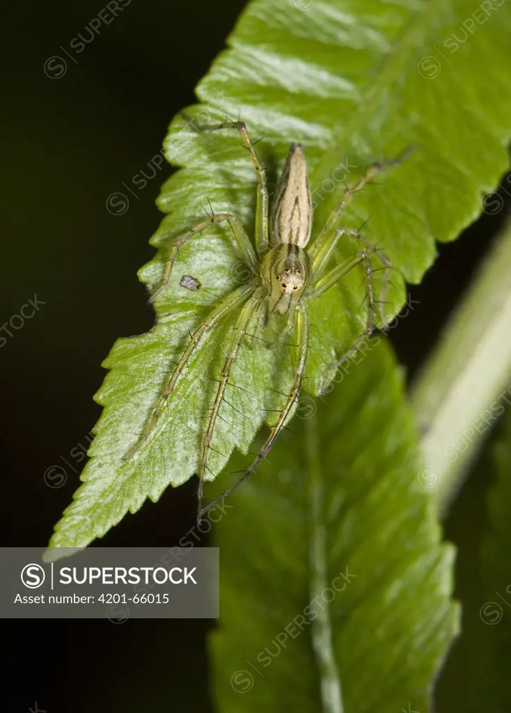 Lynx Spider (Oxyopidae) on leaf, Assam, India