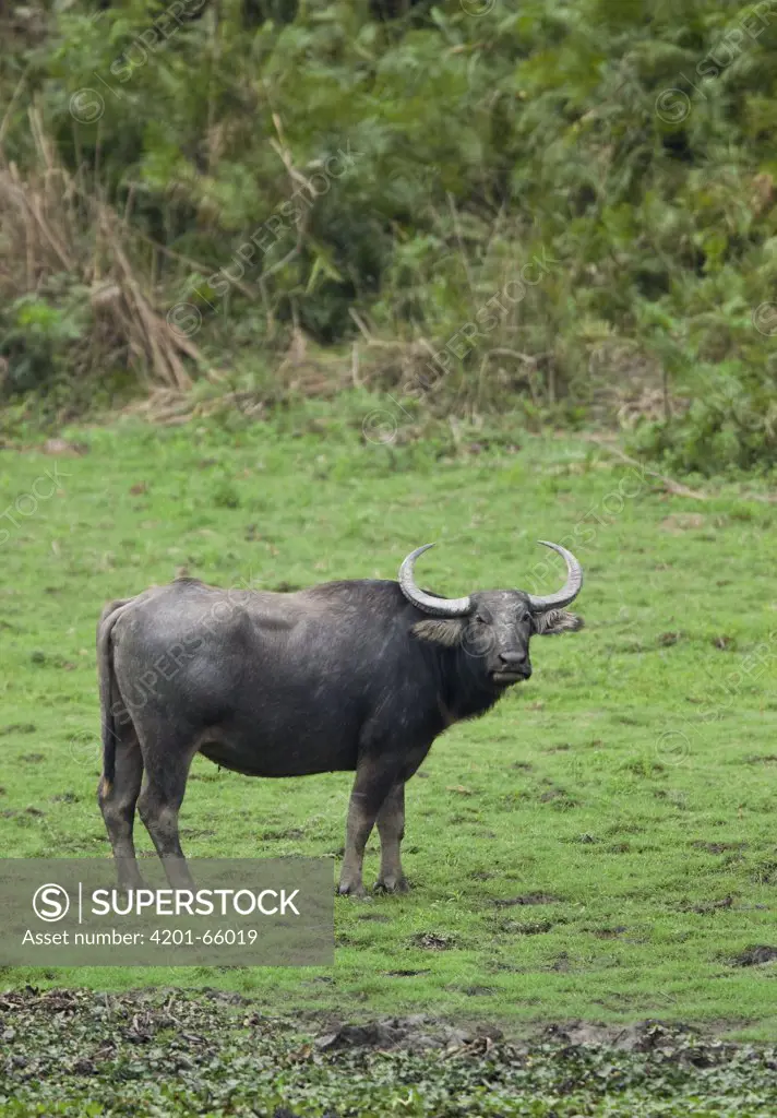 Water Buffalo (Bubalus arnee), Kaziranga National Park, India