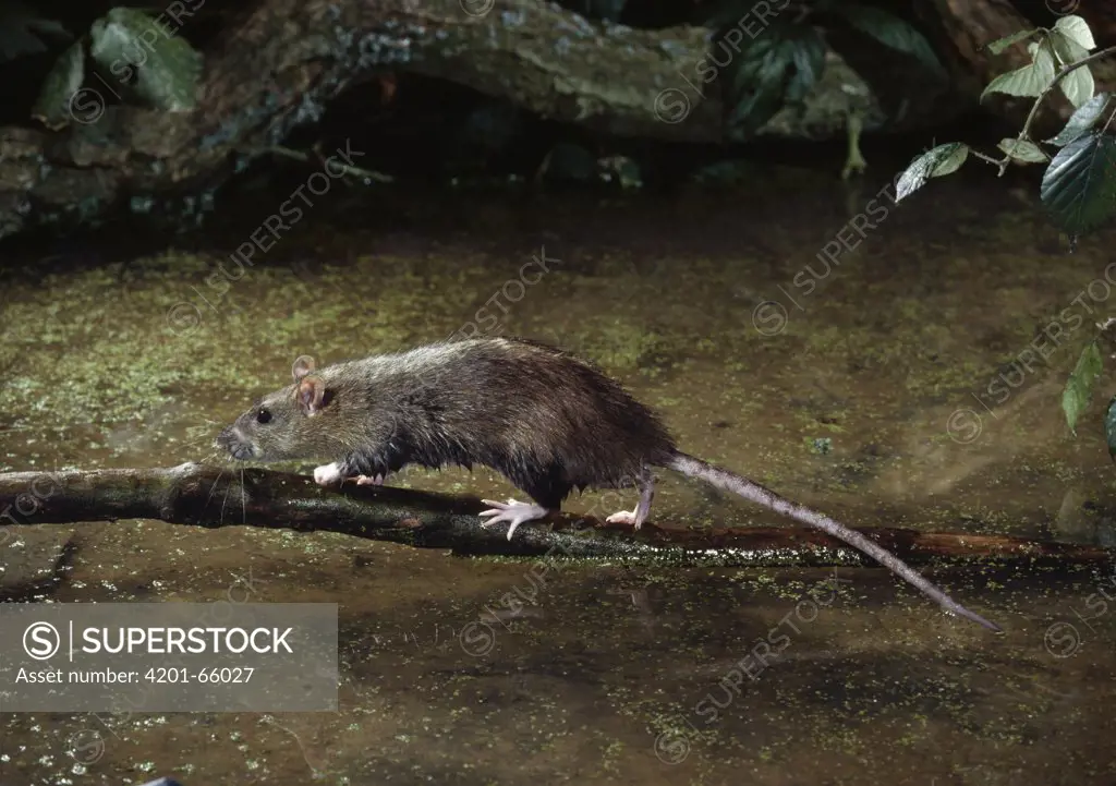 Brown Rat (Rattus norvegicus) walking on branch over water, Sussex, England