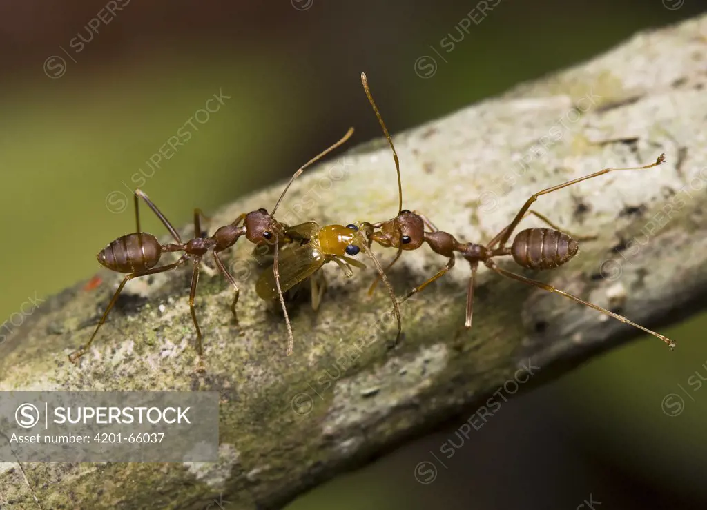 Ant (Formicidae) pair dragging beetle back to nest, Assam, India